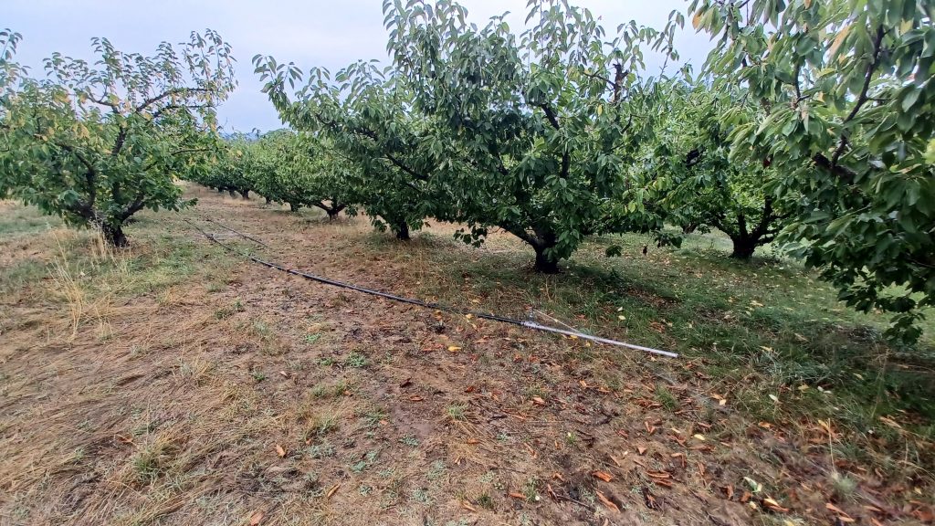 système d'irrigation en verger