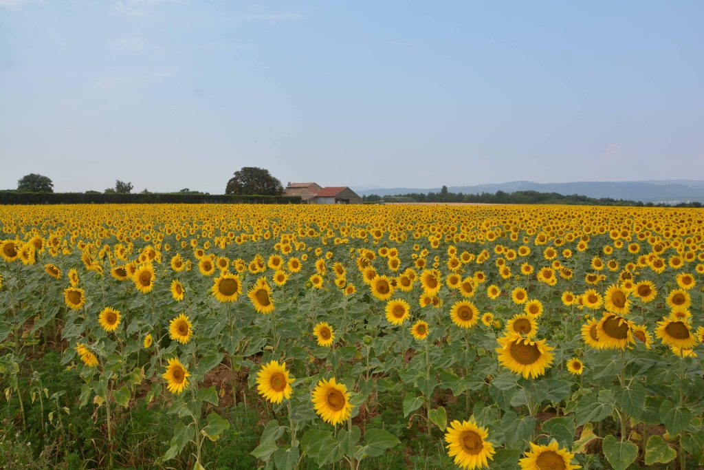 champ tournesols